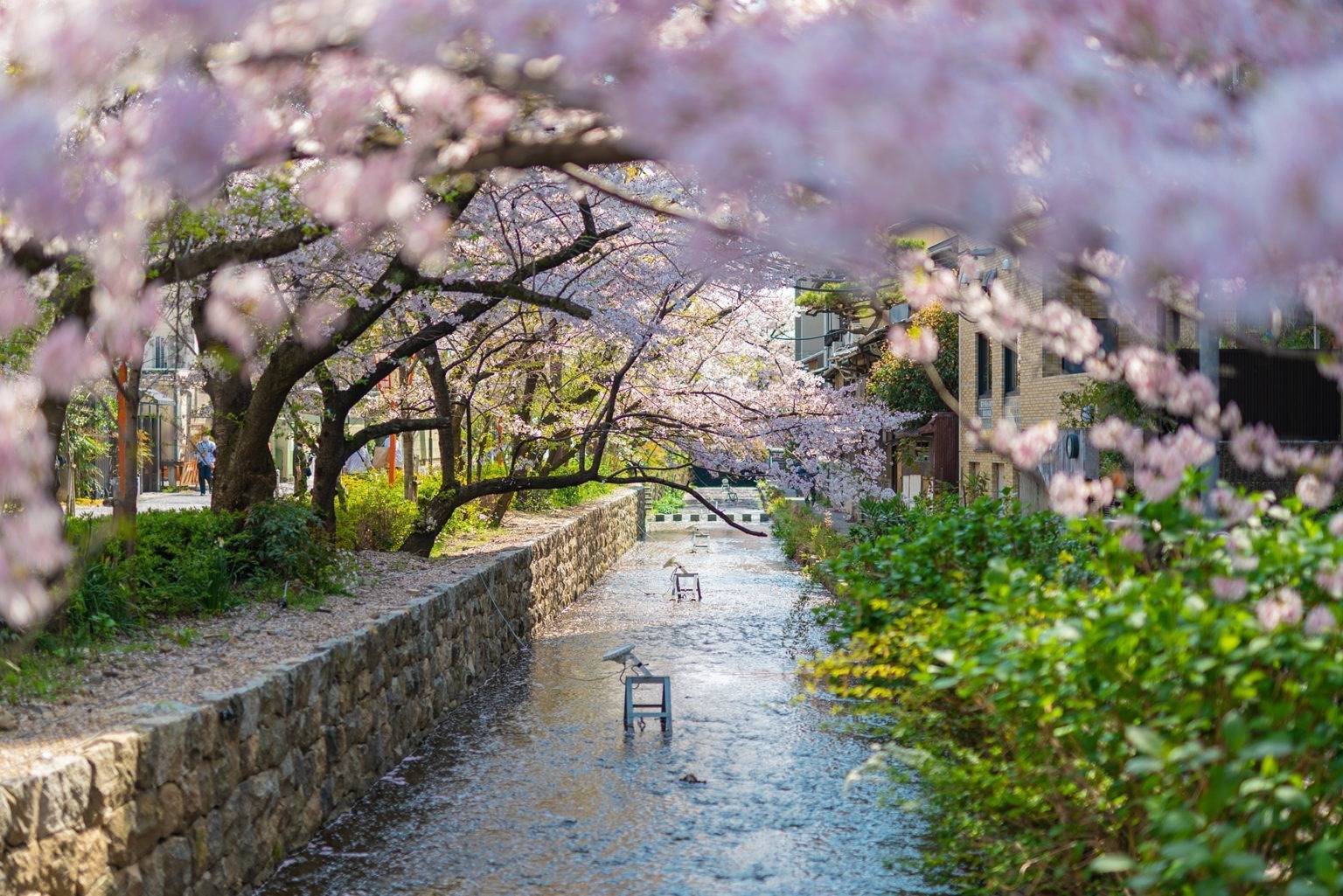 高瀬川沿いの風景