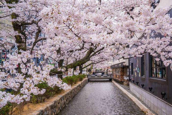 桜が咲く高瀬川沿いの風景
